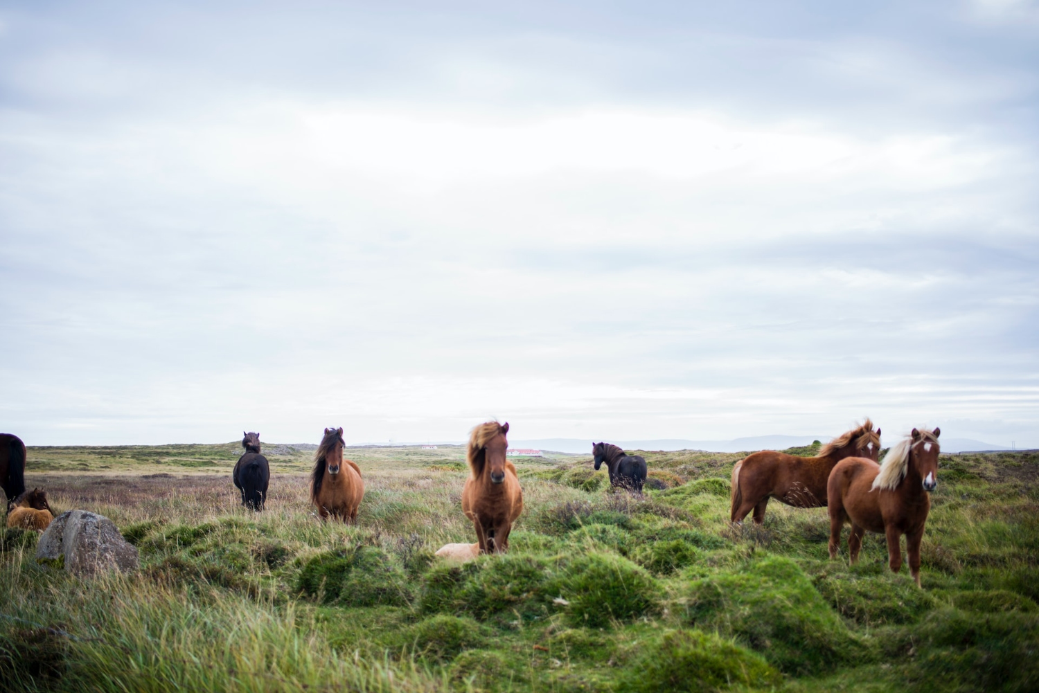 Wild Horses – Bethany Legg – Unsplash