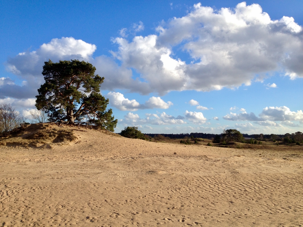 Vliegden op de Kootwijkerzandvlakte